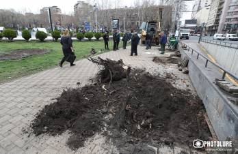 Մի ծառը՝ լրիվ փտած, կարող էր վաղն ընկնել մեկի գլխին, մյուսը` 2-3 տարի մնար, հետո մի բան լիներ