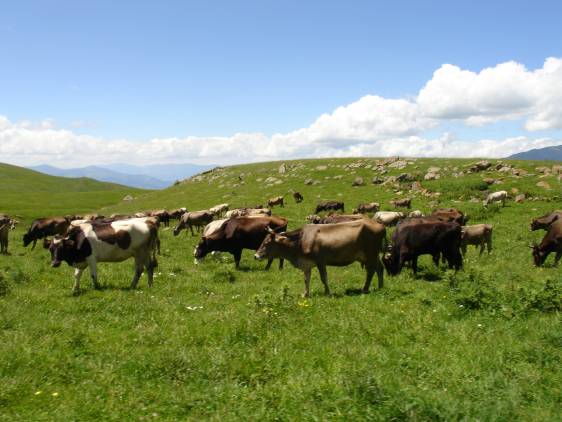 Մի 10 ընտանիք սարում փակել են գյուղի ջուրը