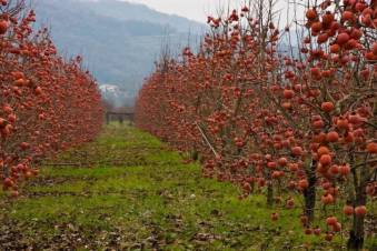 «Հրապարակ». Հայաստանը դարձել է «բույսի վարակների թանգարան»