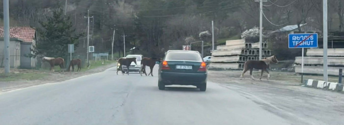 Նախիրը` միջպետական ավտոճանապարհին