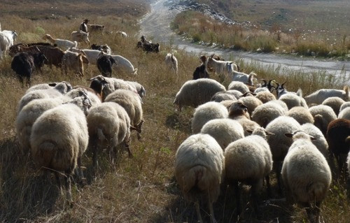 Նախիրը ցնծում է, օտար նախրչիները օրինակելի փորձն են ուսումնասիրում