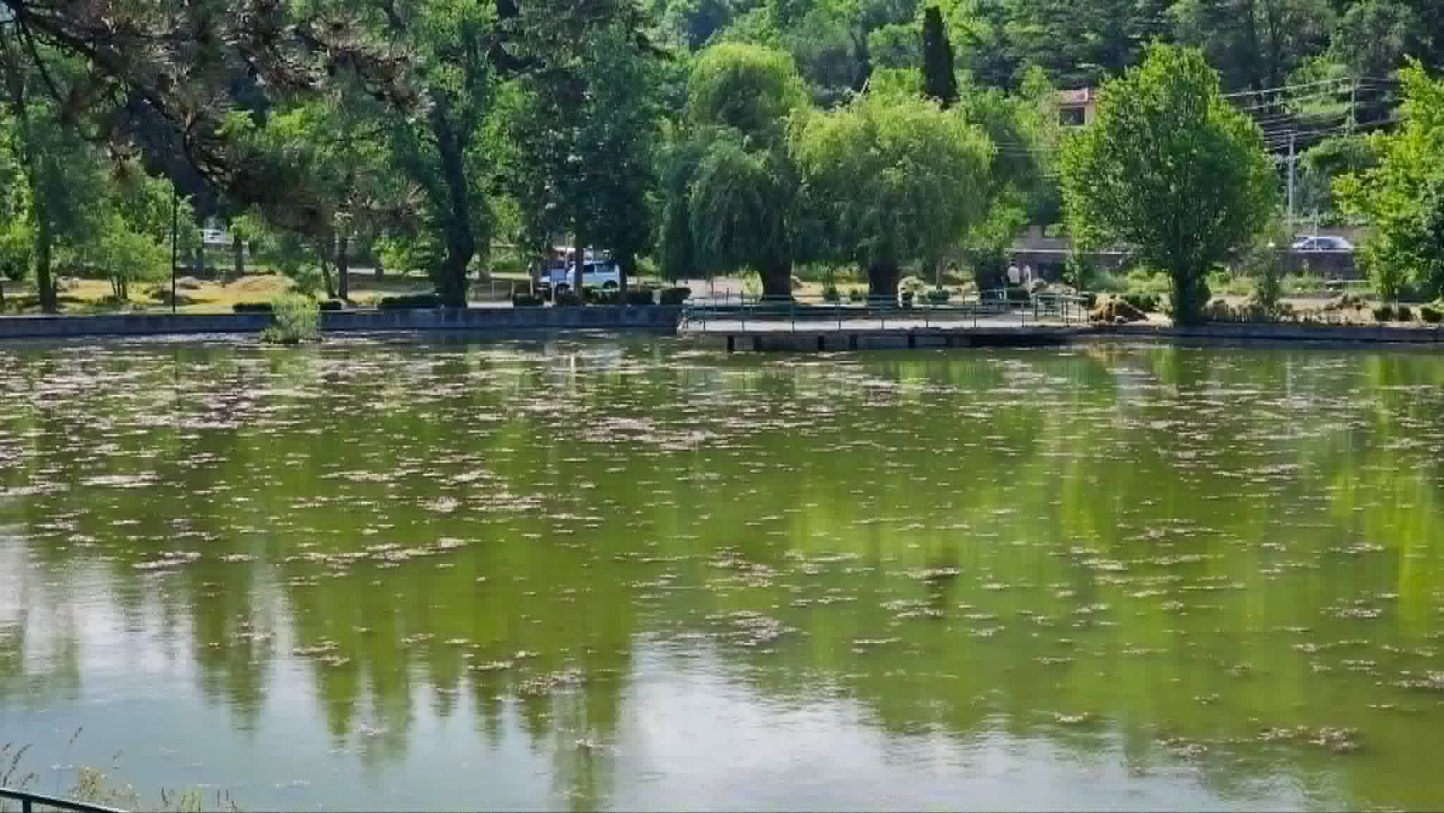 Դիլիջանի լճակը՝ ջրիմուռներով պատված