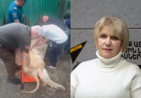 Животные испытывают стресс от подобных действий