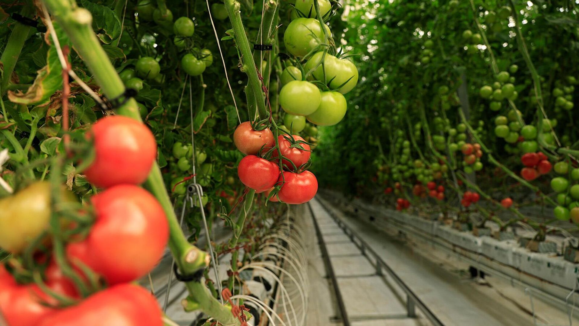 «Հրապարակ»․ Ամբողջ ձմեռ ընտանիքս պահում եմ այս 3 ամսվա աշխատանքով, հիմա ծախսերն էլ չեմ հանում