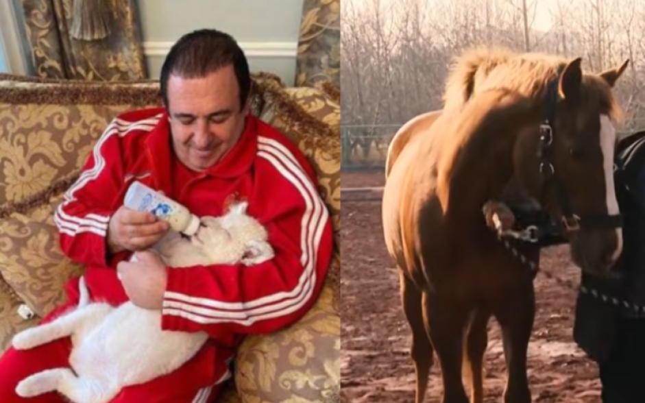 Քննչականը չի առգրավի Ծառուկյանի ձիերին
