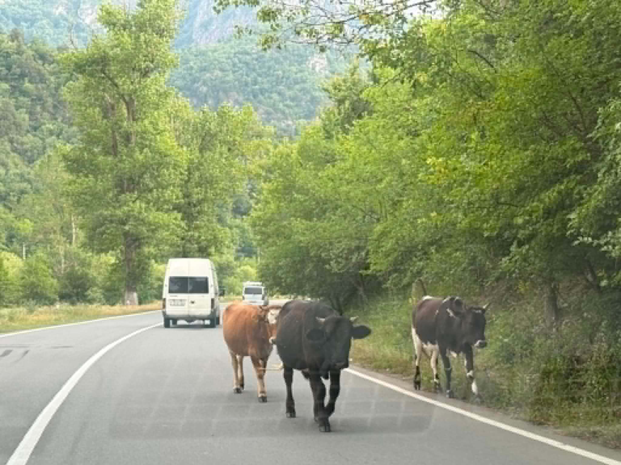 Նախիրը՝ միջպետական ավտոճանապարհին