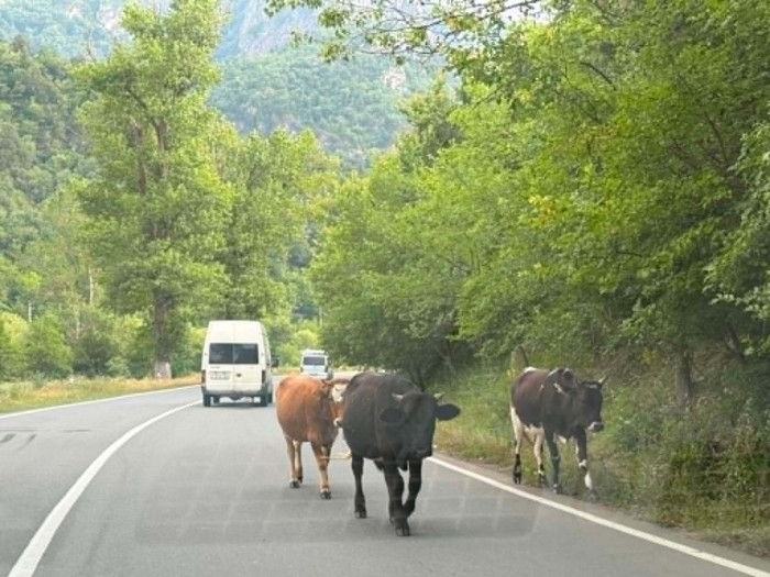 Նախիրը՝ միջպետական ավտոճանապարհին